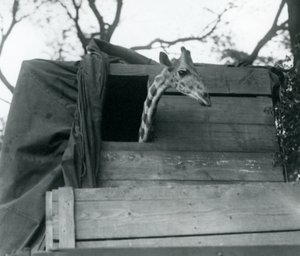 Mládě žirafy přichází do londýnské zoo, květen 1923 (čb fotografie) od Frederick William Bond